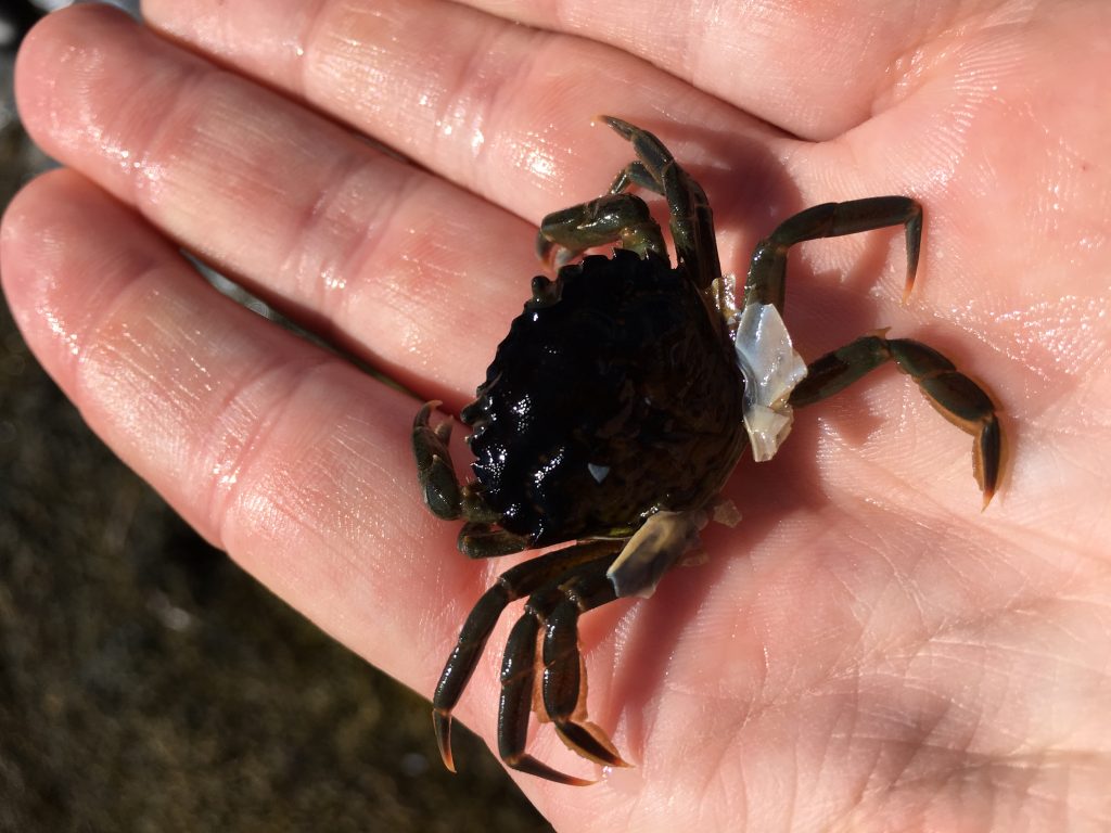 Strandkrabbe som nettopp har skiftet skall